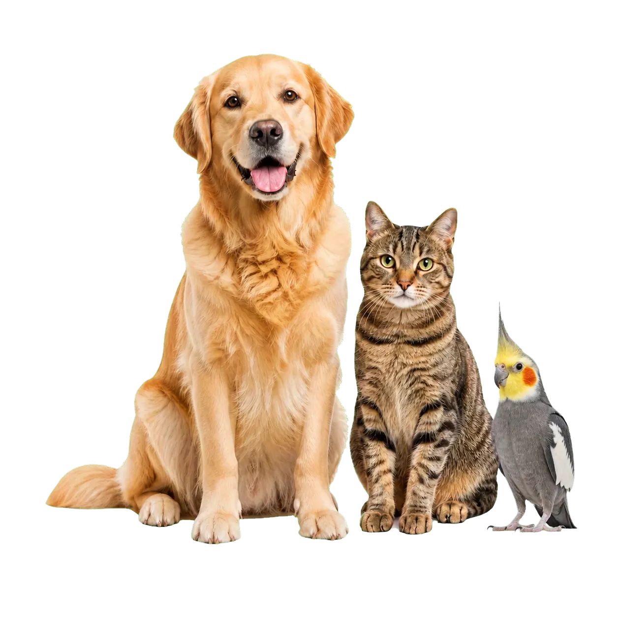 Cão, gato e calopsita realistas representando os produtos da Nutriaves